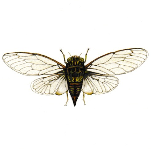 Cicada