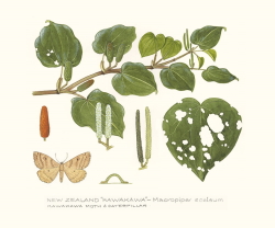 Kawakawa and Moth