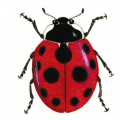 Ladybird