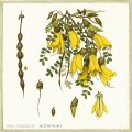 Sophora Microphylla