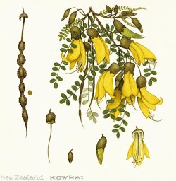 Sophora Microphylla