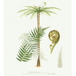 Tree Fern