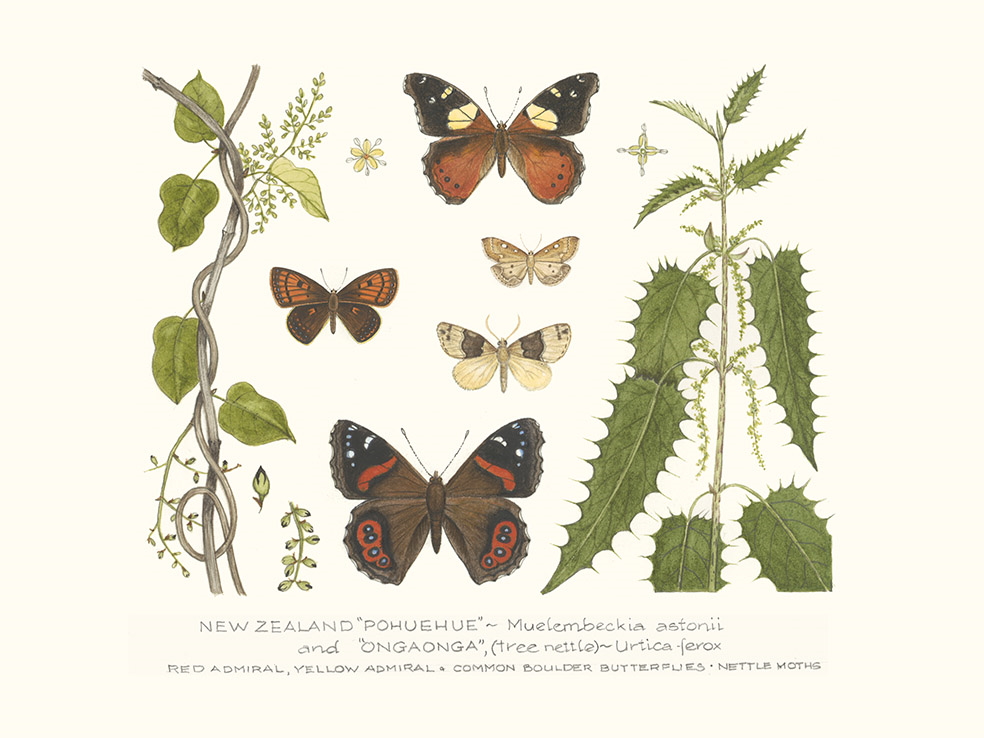 Nettle and Insects