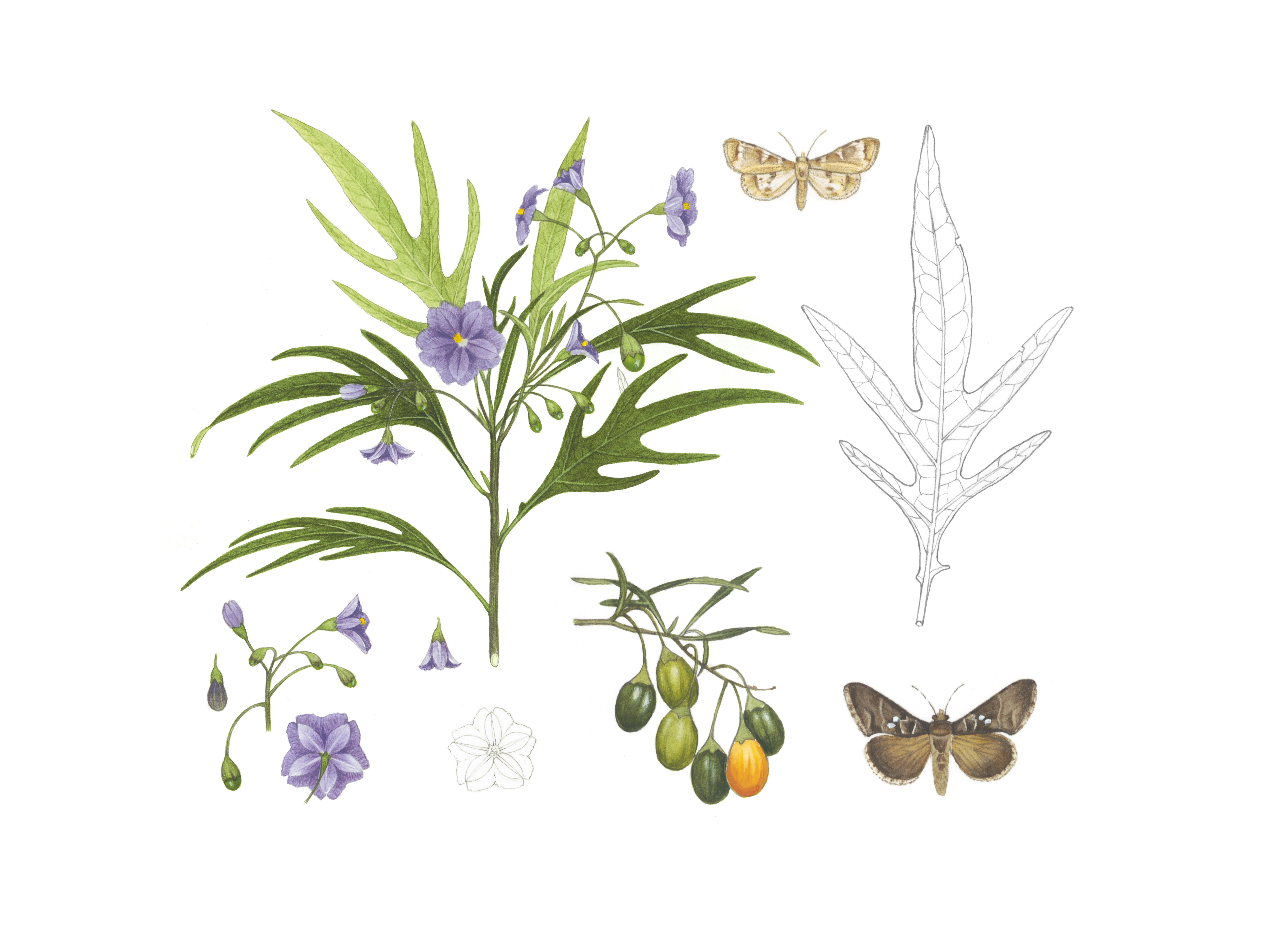 Poroporo and Moths White