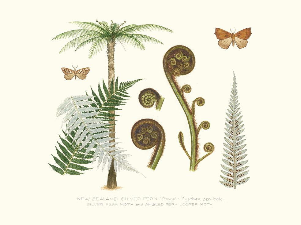 Silver Fern and Moths