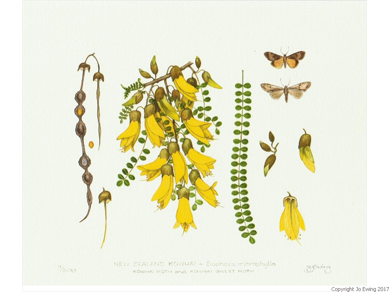 NZ Kowhai