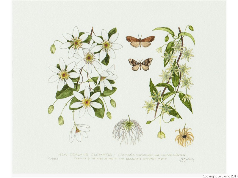 NZ Clematis