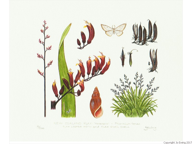 NZ Flax