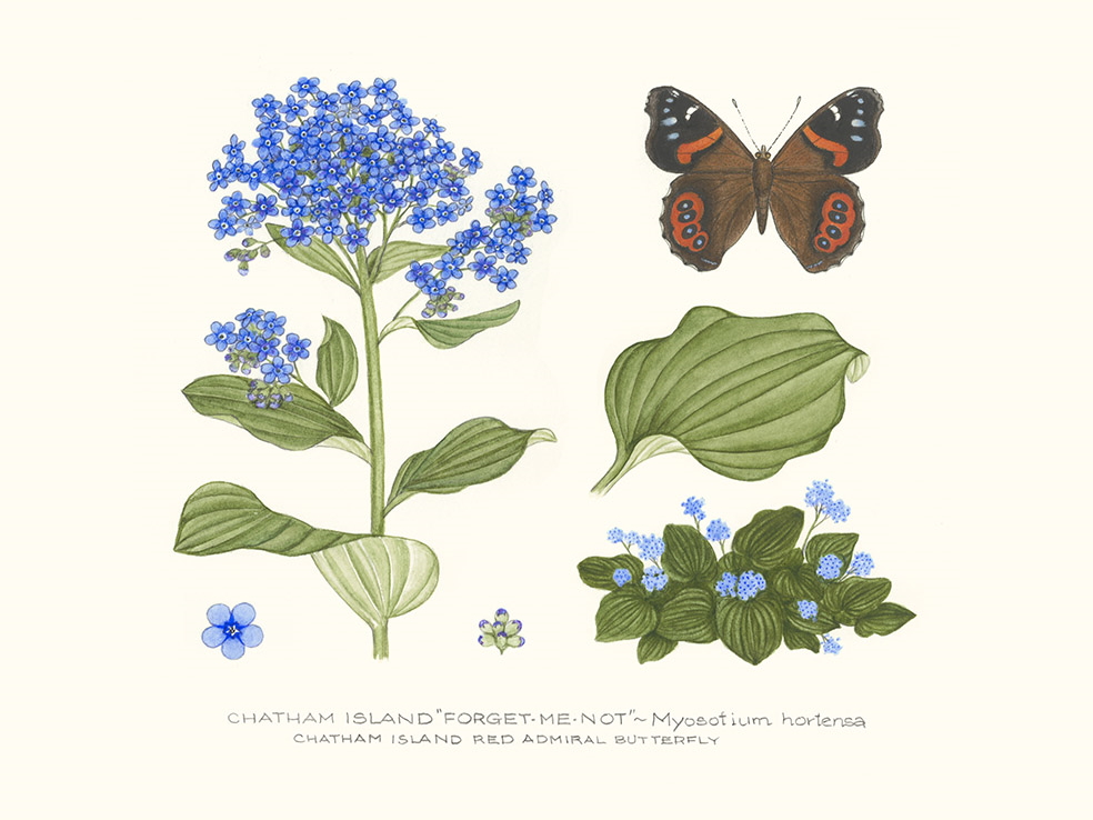 Chatham Island Forget-me-not and Moth