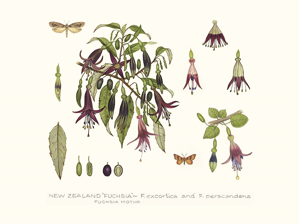 Fuchsia and Moths