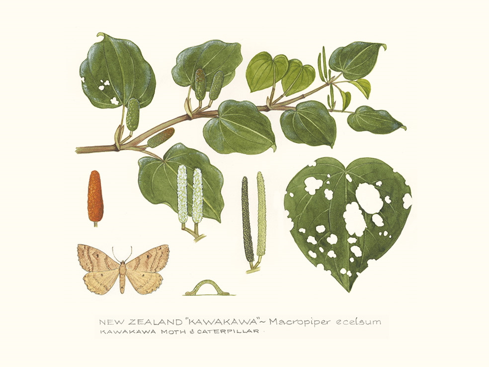 Kawakawa and Moths